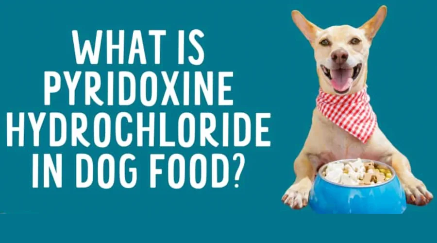 Featured image for the article what is pyridoxine hydrochloride in dog food?