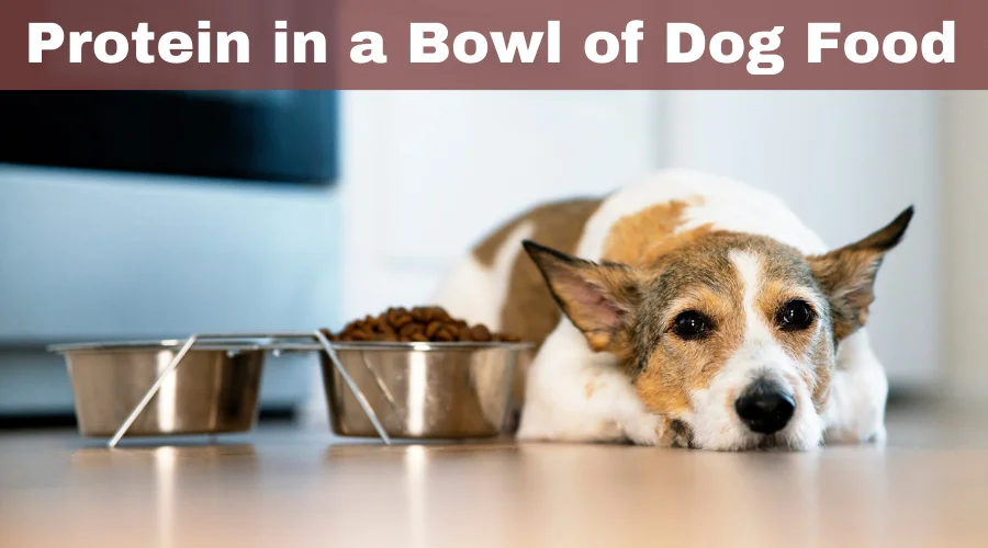 this is the featured image of the article How Much Protein is in a Bowl of Dog Food