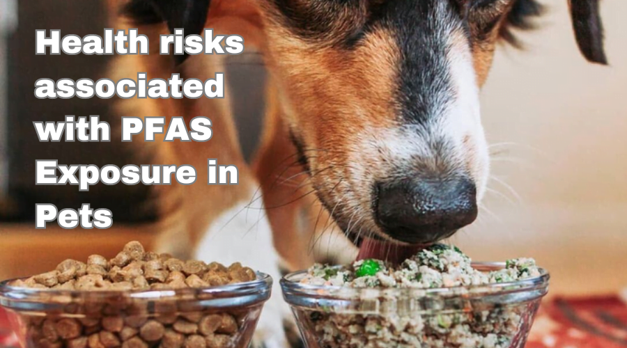 this image describes about the health risks that are associated with pfas in pet food bags.