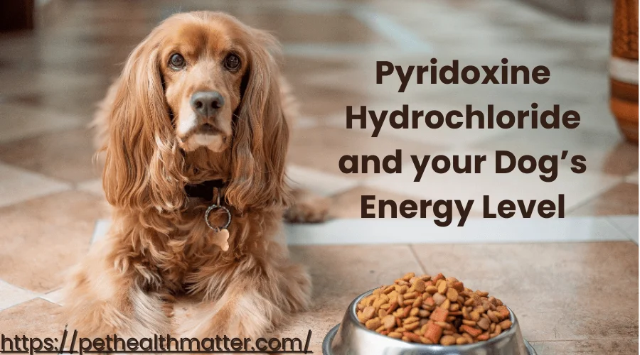 Pyridoxine hydrochloride in dog food and his energy level