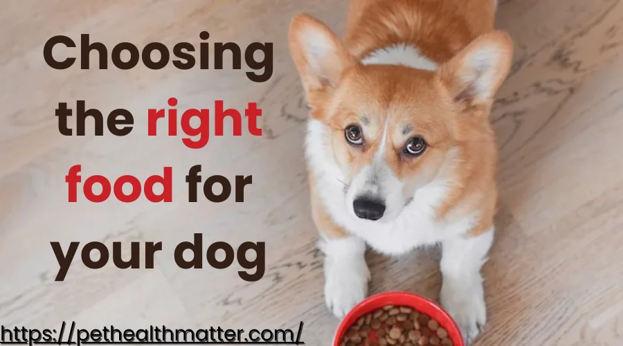 what things to consider while choosing the right food for your dog