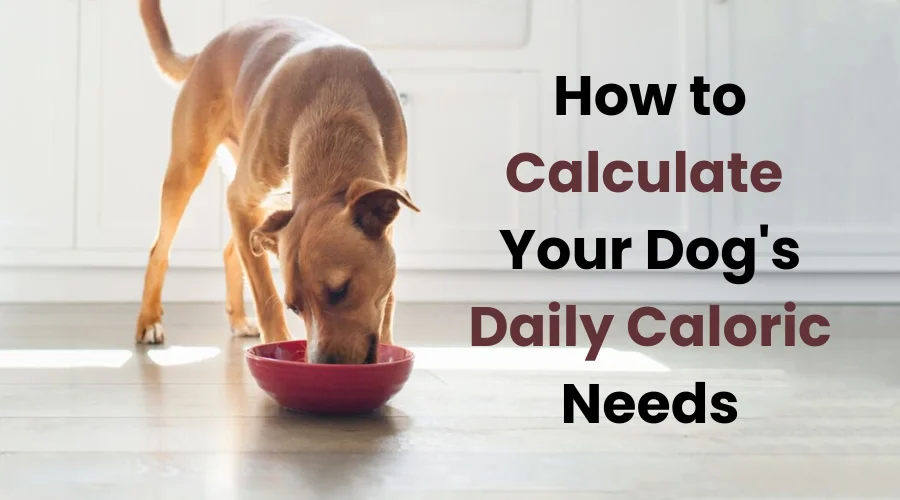 How to Calculate Your Dog's Daily Caloric Needs. 