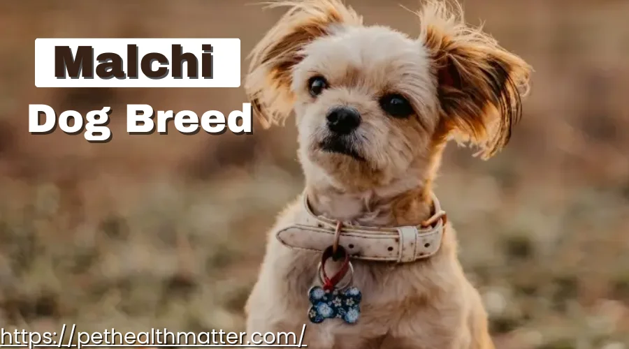 A Collage of Cute 'M' Dog Breeds - Mal Shi, Malchi, Maltese, Maltese Shih Tzu, and Maltipom, each with their unique characteristics and qualities. this image is about malchi dog breed