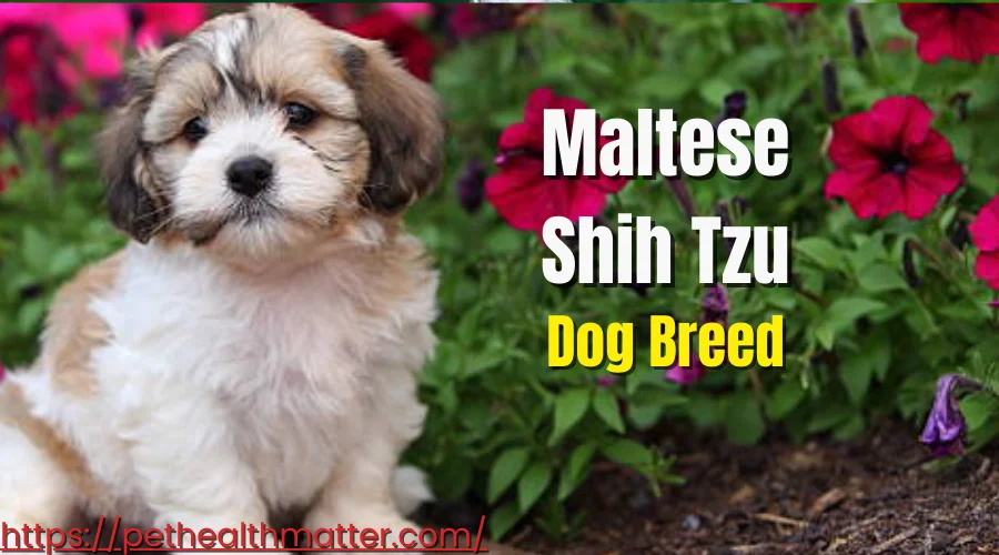 A Collage of Cute 'M' Dog Breeds - Mal Shi, Malchi, Maltese, Maltese Shih Tzu, and Maltipom, each with their unique characteristics and qualities. this image is about maltese shih tzu dog breed.