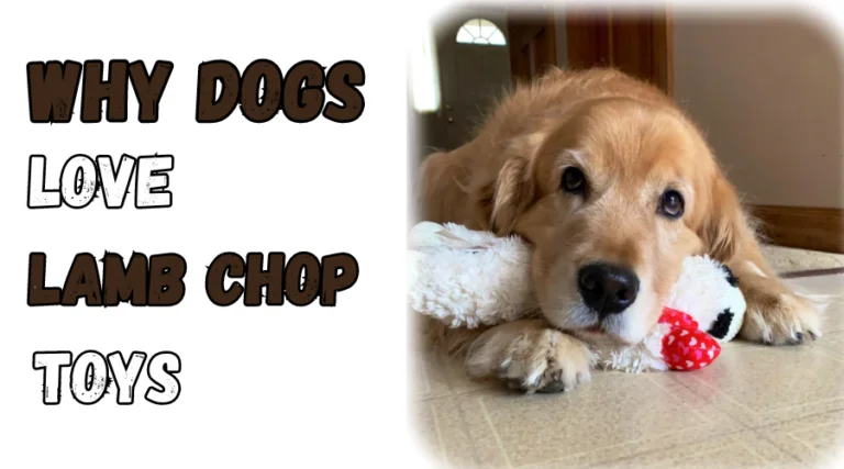 Featured Image for the article Why Dogs Love Lamb Chop Toys