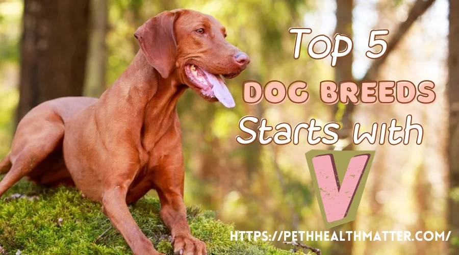 The Top 5 Dog Breed Starts With V