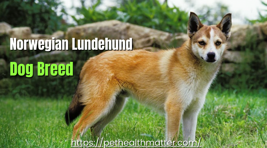This image is about Norwegian Lundehund dog breed which starts with n