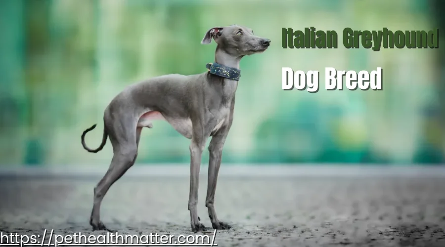 Collage of 'I' Dog Breeds: Irish Setter, Italian Greyhound, Ibizan Hound, Icelandic Sheepdog, Irish Terrier