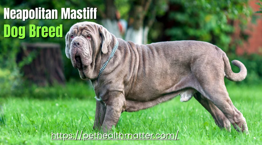 This image is about the Neapolitan Mastiff dog breed that starts with N