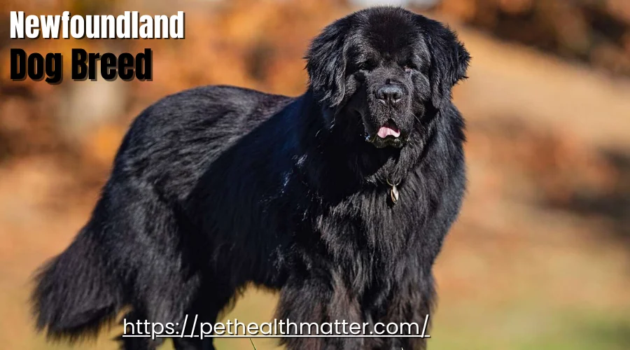 Newfoundland dog breed, a fantastic and gentle giant, featured in the top 6 dog breeds starting with N article