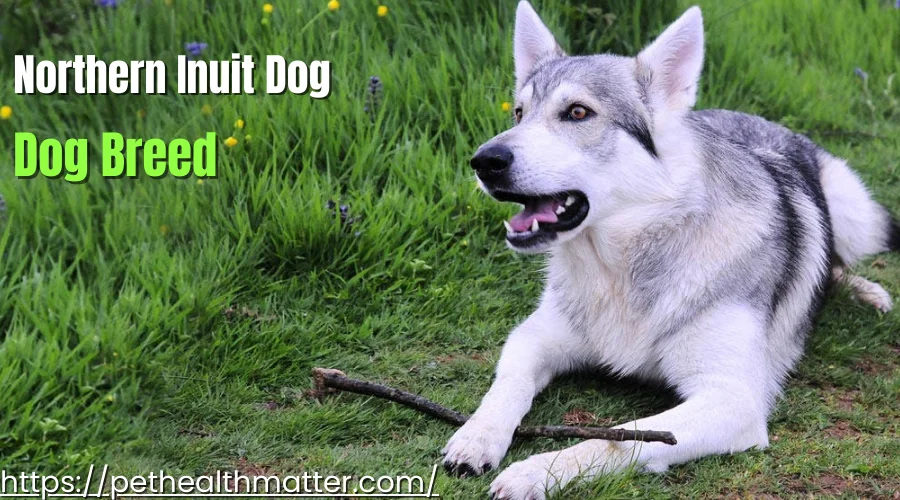 Northern Inuit Dog, a striking wolf-like breed, featured in the top 6 dog breeds starting with 'N.