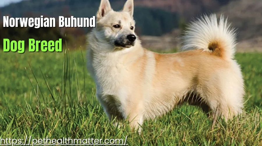 Norwegian Buhund, a lively and energetic dog breed, featured in the top 6 dog breeds starting with 'N.