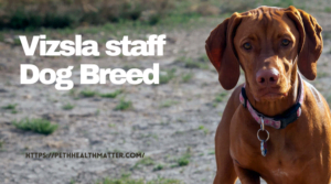 Vizsla staff Dog Breed
