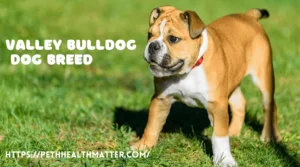 Valley Bulldog Dog Breed 