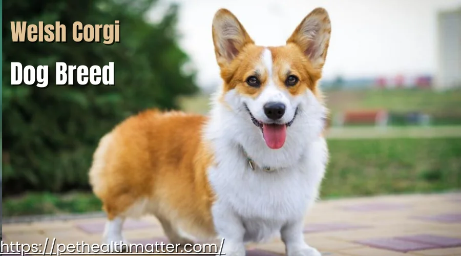the image of this article describes most popular dog breeds that starts with W. I have mentioned about Weimaraner ,white shepherd, Welsh Terriers, Whippets, Welsh Corgi dog breeds. this image is about Welsh Corgi