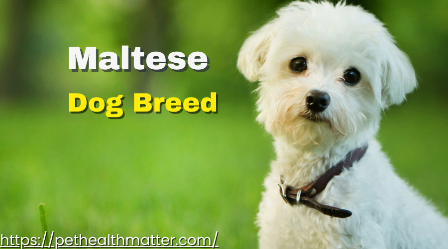 A Collage of Cute 'M' Dog Breeds - Mal Shi, Malchi, Maltese, Maltese Shih Tzu, and Maltipom, each with their unique characteristics and qualities. this image is about maltese dog breed.