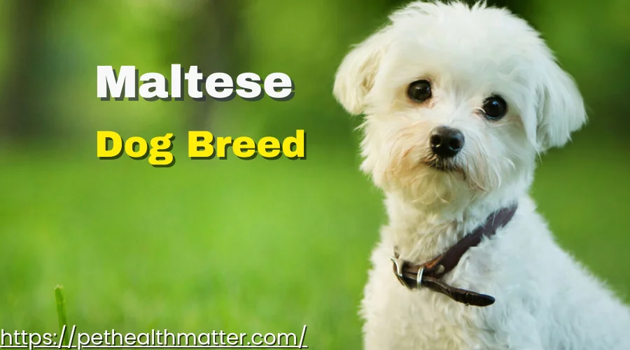 A Collage of Cute 'M' Dog Breeds - Mal Shi, Malchi, Maltese, Maltese Shih Tzu, and Maltipom, each with their unique characteristics and qualities. this image is about maltese dog breed.