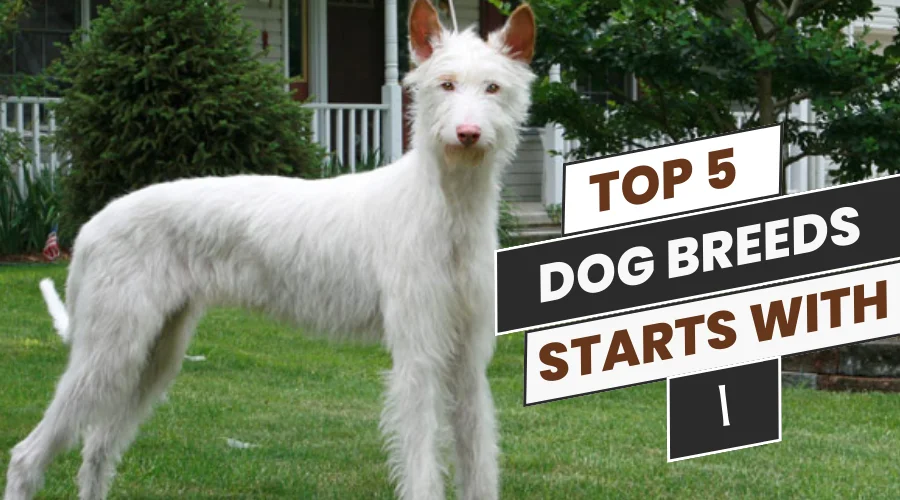 This article describes the top 5 dog breeds that starts with i. 