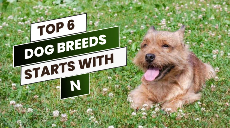 This article describe about the top 6 dog breed starts with N