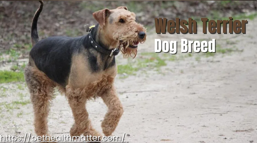 the image of this article describes most popular dog breeds that starts with W. I have mentioned about Weimaraner ,white shepherd, Welsh Terriers, Whippets, Welsh Corgi dog breeds. this image is about Welsh Terrier