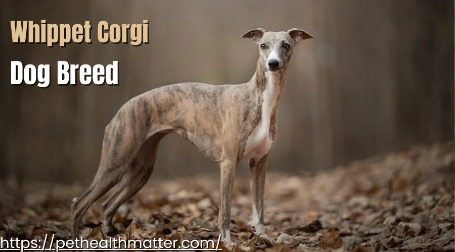 the image of this article describes most popular dog breeds that starts with W. I have mentioned about Weimaraner ,white shepherd, Welsh Terriers, Whippets, Welsh Corgi dog breeds. this image is about Whippet Corgi