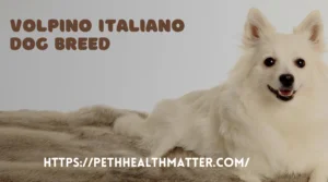 Volpino Italiano Dog Breed 