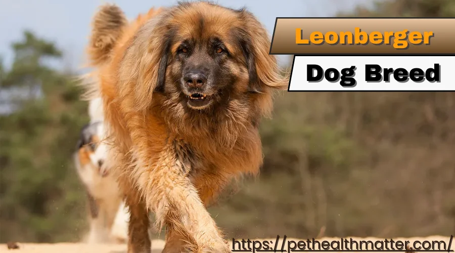 Gentle Giant Leonberger Dog with Luxurious Coat