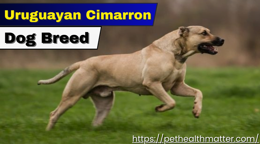  Uruguayan Cimarron Dog Breed - Strong and Loyal