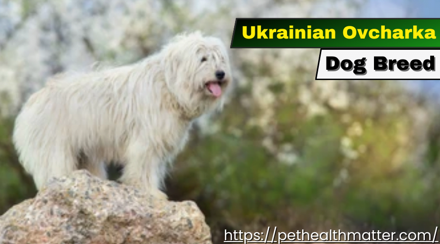  Ukrainian Ovcharka Dog Breed - Tall and Protective
