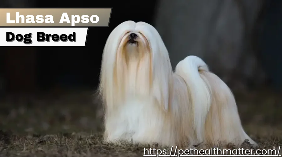 Lhasa Apso Dog, Small and Alert