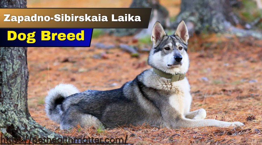  "Zapadno-Sibirskaia Laika Dog" - A Zapadno-Sibirskaia Laika dog in a snowy Siberian landscape.
