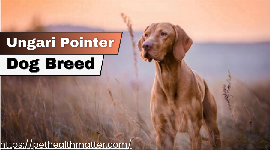  Ungari Pointer Dog Breed - Energetic and Skilled Hunter