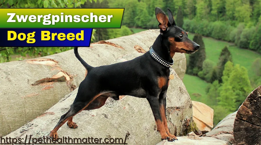 "Zwergpinscher Dog" - A cute and active Zwergpinscher dog in a playful stance.
