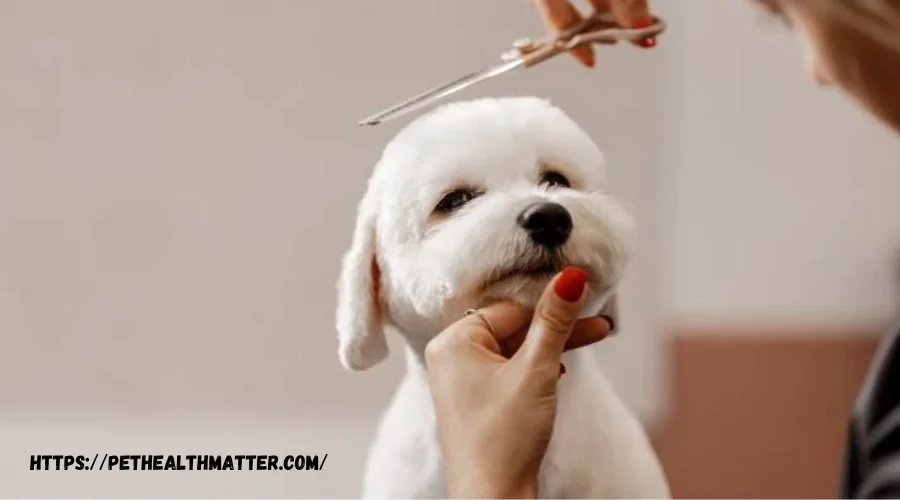 Dog Grooming Styles Guide