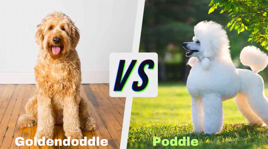 Poddle vs Golden doddle teedy bear hair hair cut dog