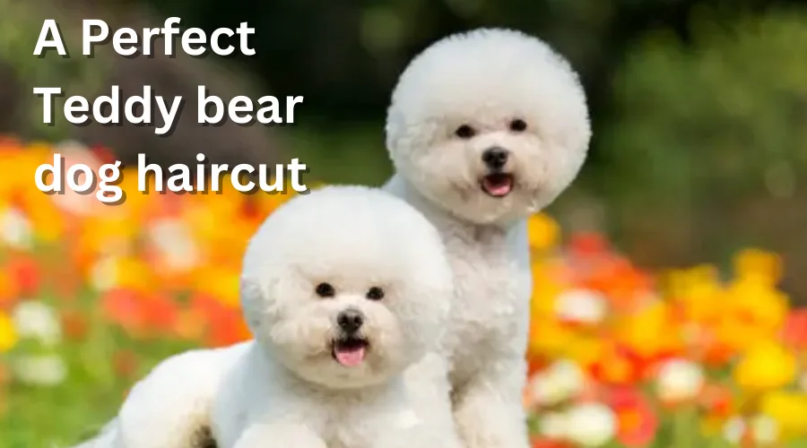 perfect teddy bear dog hair cut