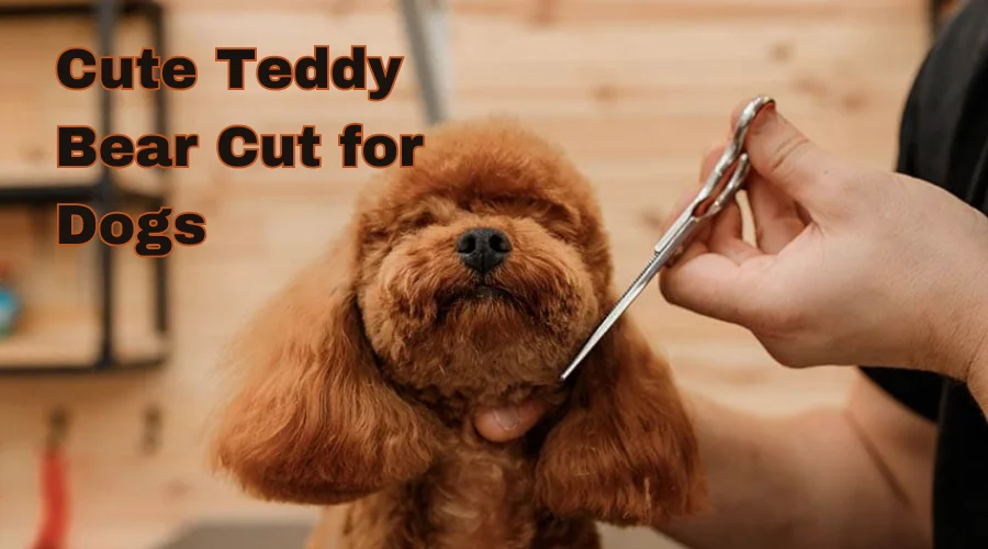 cute teddy bear dog cut