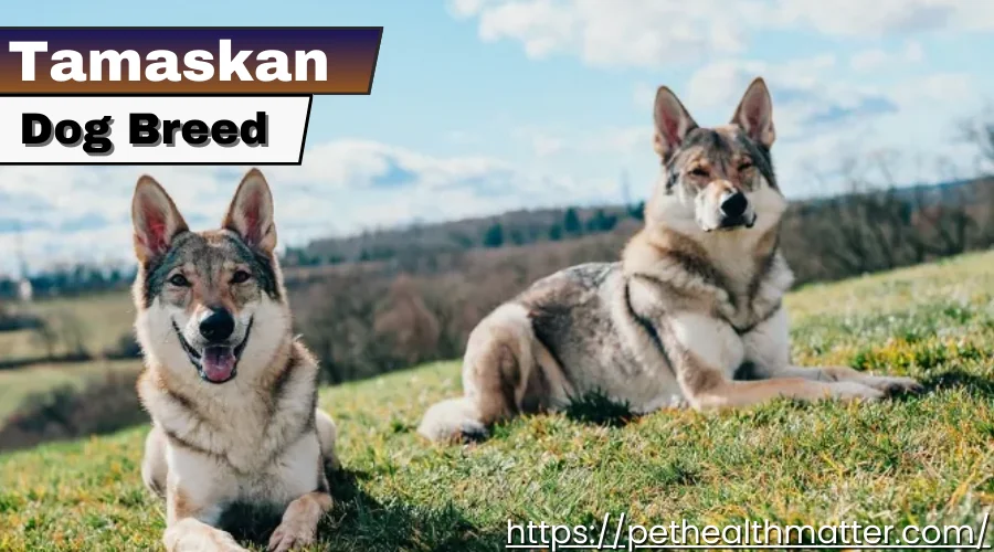 this image is about tamaskan dog breed