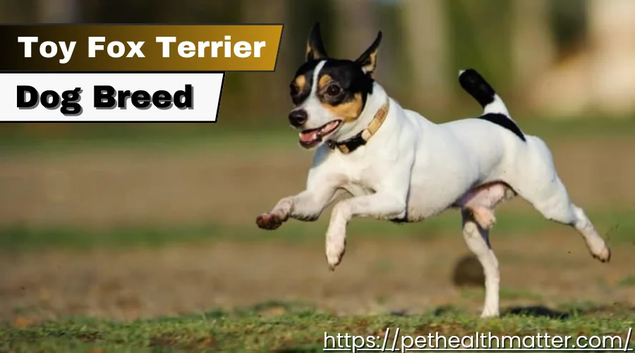 this image is about toy fox terrier dog breed