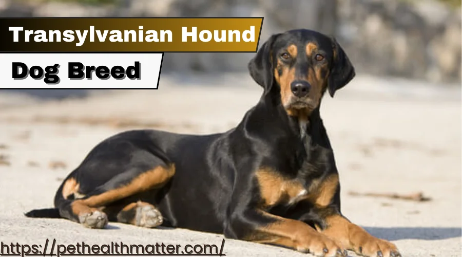 this article is about Transylvanian Hound Dog breed