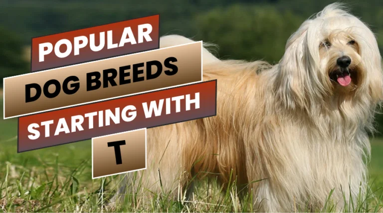 this image is about the most popular dog breeds that starts with t. this particular image describes about tibetan terrier