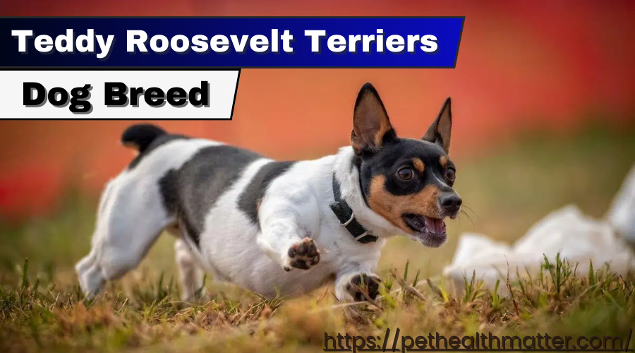 this image is about Teddy Roosevelt Terriers 