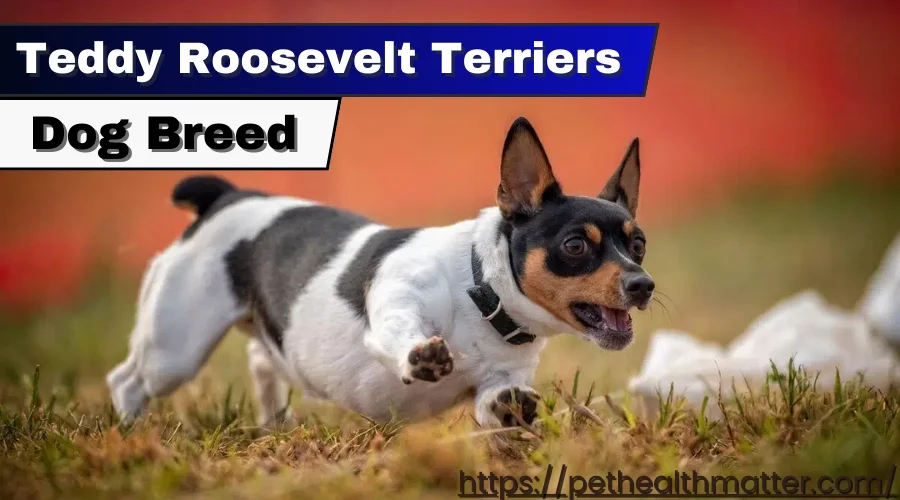 this image is about Teddy Roosevelt Terriers 