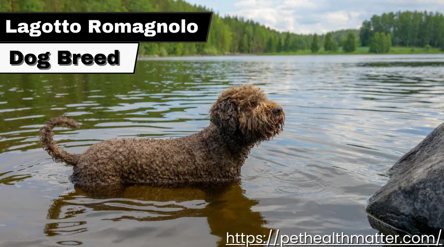 Lagotto Romagnolo with Curly Coat and Nose for Truffles