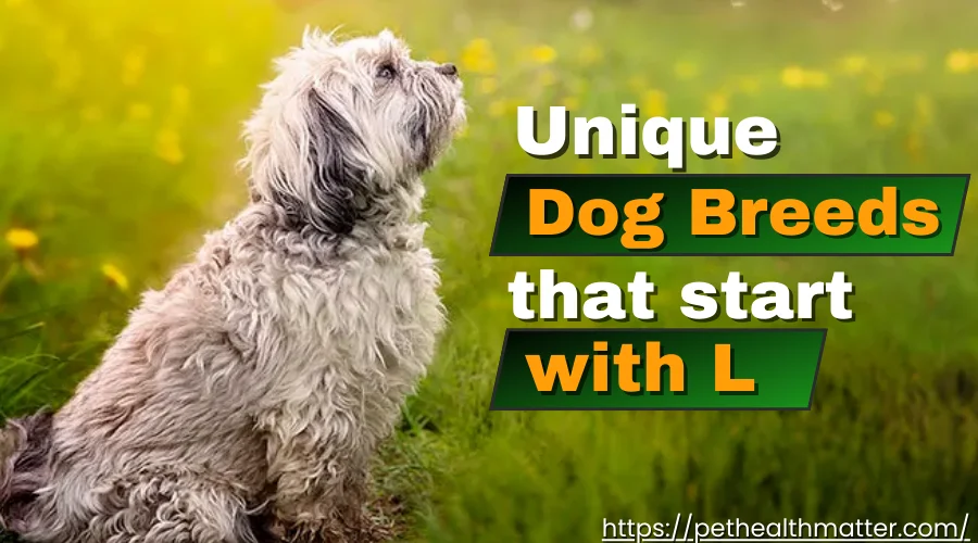 Most popular dog breeds starts with l. A Collage of 'L' Dog Breeds: Lowchen, Leonberger, Labrador Retriever, Lagotto Romagnolo, and Lhasa Apso