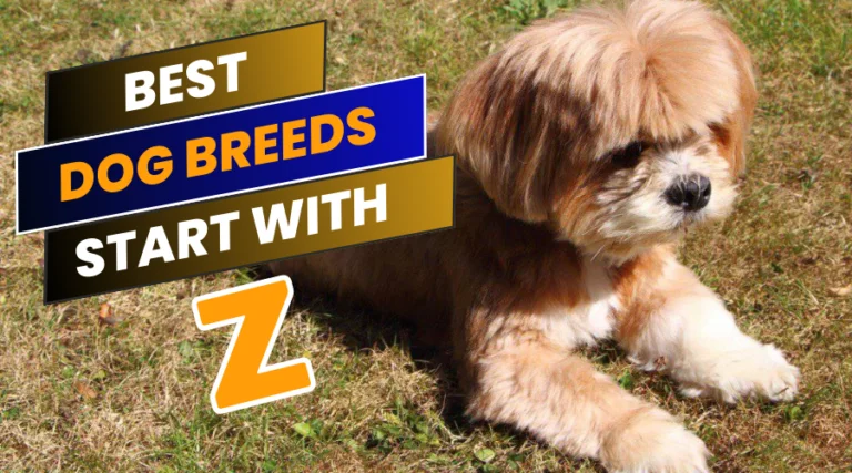 This image is about the best dog breeds that start with z.