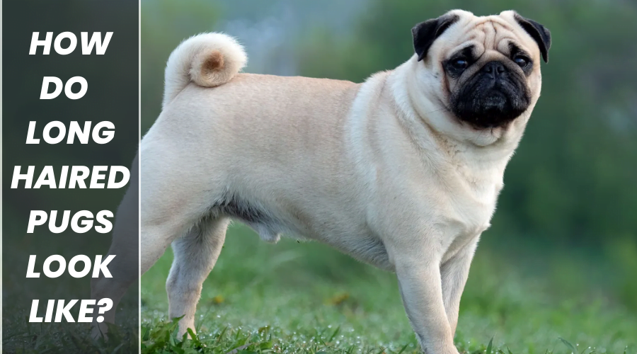 this is the image of the article that describe about how do long haired pugs look like