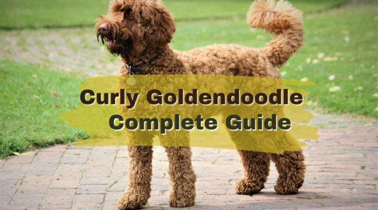 this is the featured image of the article on complete guide on curly goldendoodle.