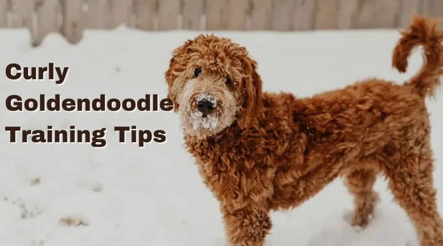 this image is of the article which is about the guide on curly hair goldendoodle. this particular image is of the training tips and ticks section.