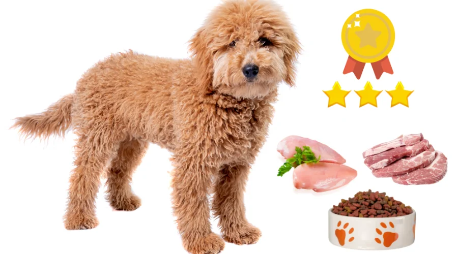 this image is of the article which is about the guide on curly hair goldendoodle. this particular image is of the traits section.